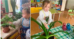 Конспект трудовой деятельности в старшей группе «Уход за растениями в уголке природы»